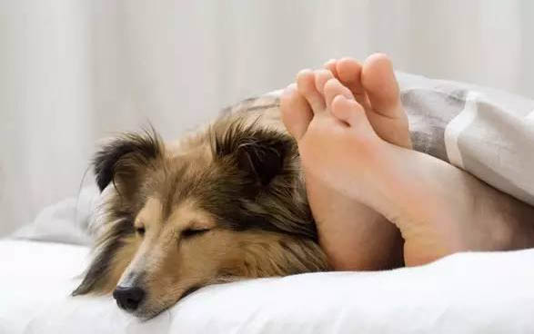 為什么狗狗能吃咸的東西