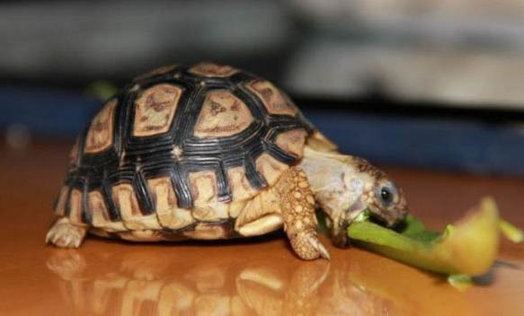 陸龜結石有哪些癥狀