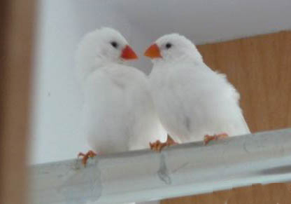 怎樣讓白文鳥不怕我