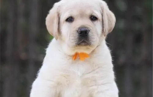 小狗狗得了犬瘟弱陽性要多久才好啊
