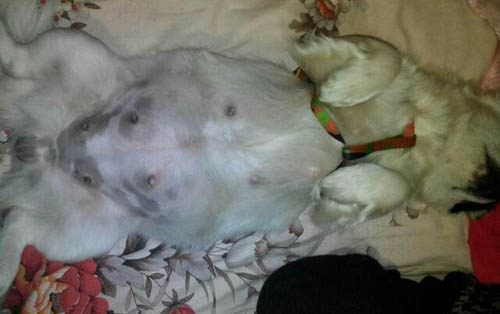 預防狗狗得細小和犬瘟打什么針