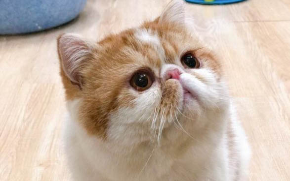 貓剛生完小貓半月怎么又發春大概幾天