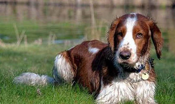 史賓格犬多少錢(qián)一只