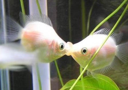 熱帶魚腹水怎么治