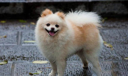 博美犬瘟初期癥狀有哪些