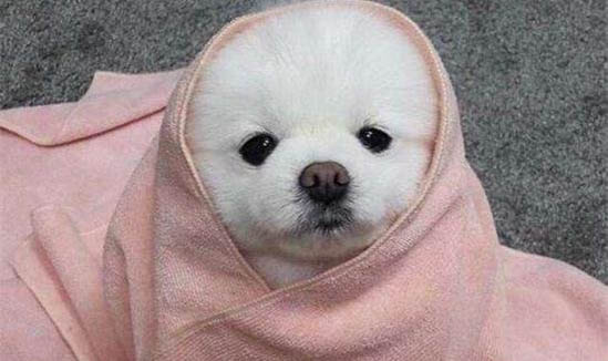 打狗狗它發抖是什么原因
