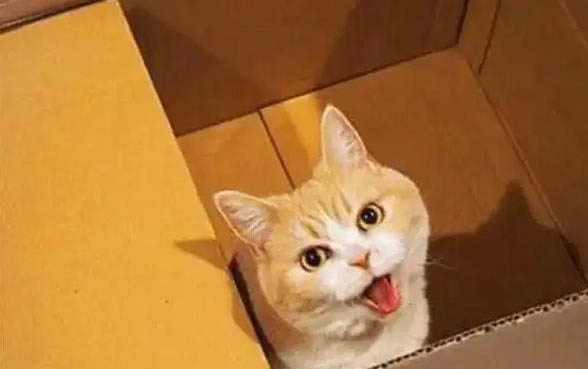 小貓的飼養方法及注意事項是什么