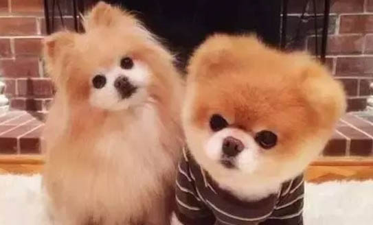 狗狗害怕主人的表現有哪些