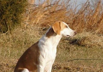 英國獵狐犬吃多了吐了怎么辦