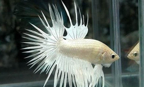 銀龍魚(yú)常見(jiàn)病都有哪些
