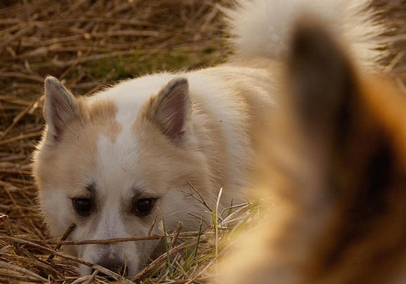 澳大利亞牧羊犬便秘家常方法