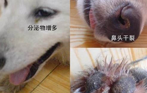 怎么訓(xùn)練狗狗撿東西
