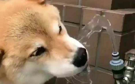 狗狗拉稀是什么原因及處理方法