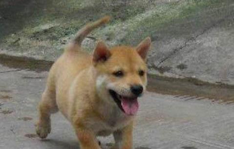 狗狗信任你的表現