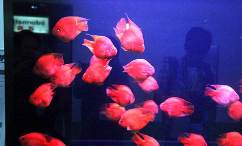 紅鸚鵡魚身體發白陸續死了