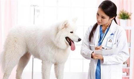 如何引導狗狗大小便