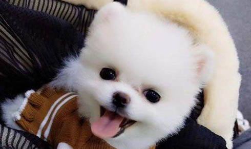 狗狗洗澡用什么沐浴露比較好