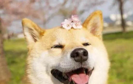 柴犬掉毛嚴重的原因及處理方法