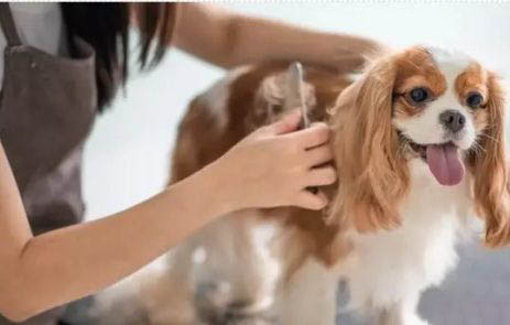 狗狗四腳朝天扭動的原因及處理方法