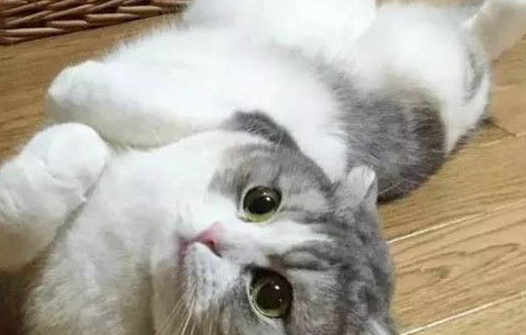 貓咪受涼之后流鼻涕的原因
