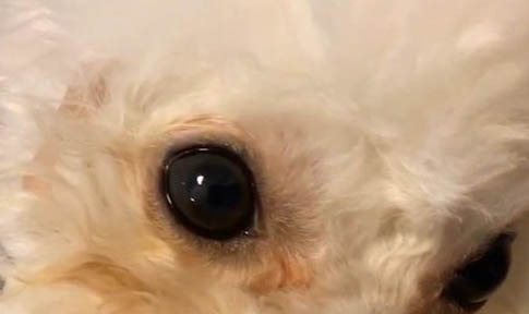 狗狗可以吃多少個橘子?