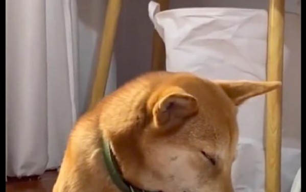 狗狗肚子長瘤子了怎么辦?