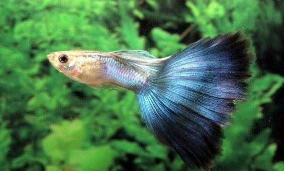 剛出生的孔雀魚寶寶怎么喂養啊