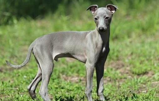 靈緹犬幼犬多少錢一只