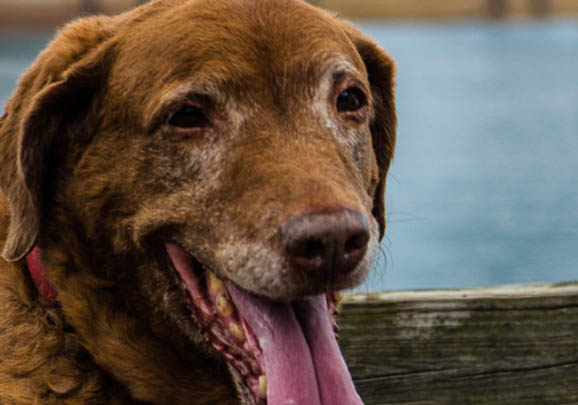 愛爾蘭水獵犬的原產地在哪里