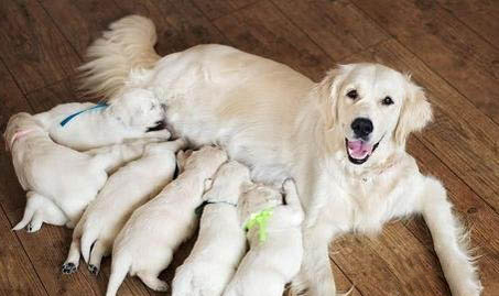 母犬子宮蓄膿怎么判斷