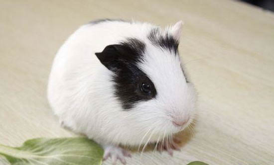 飼養荷蘭豬有哪些事項需要注意