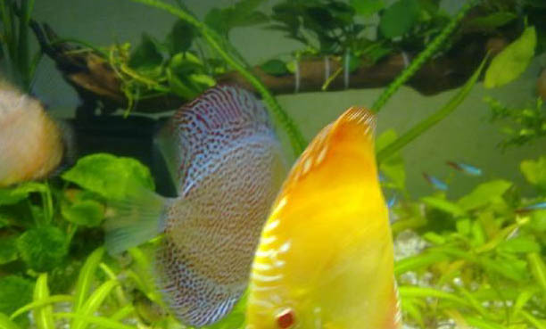 七彩神仙魚可以和什么魚混養