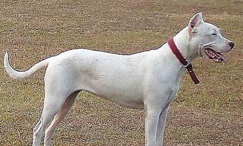 杜高犬受涼的癥狀有哪些