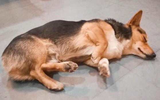 犬細小病毒小狗狗可以活多久