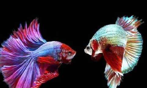 中國斗魚怎么換水