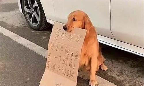 狗狗為什么會長跳蚤