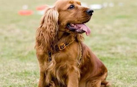 狗狗得了犬瘟后多久才能打疫苗