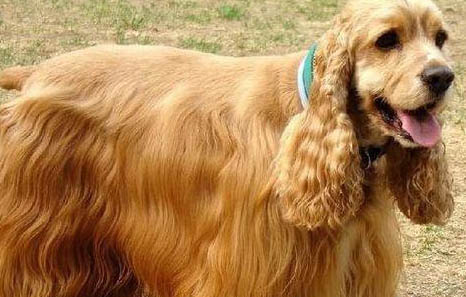 英國可卡犬不吃不喝沒精神是怎么回事