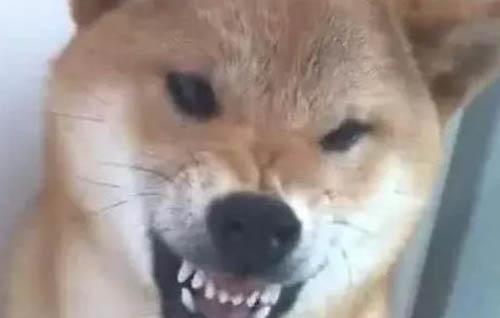 狗狗吐清水