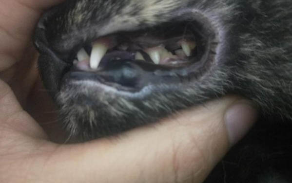 小貓鼻子不通氣，該如何處理？