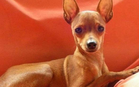 小鹿犬和吉娃娃區別有哪些？小鹿犬和吉娃娃哪個好？