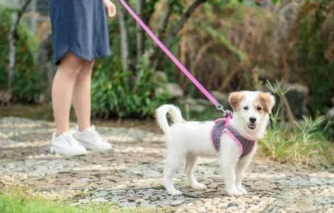 狗狗疫苗哪個牌子好
