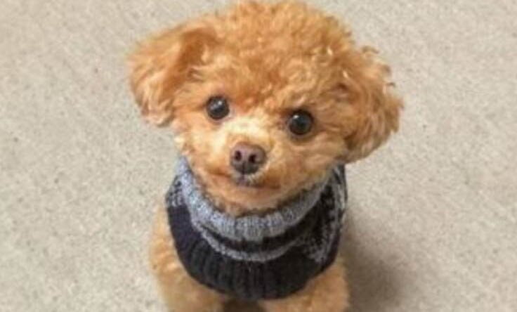 狗狗驅蟲后5天不吃不喝是什么原因