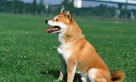 狗狗止吐藥有哪些