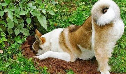 狗可以吃西梅肉嗎