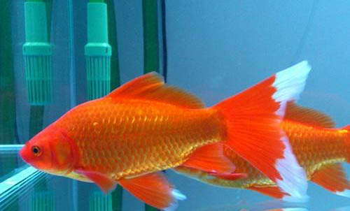 天冷釣魚釣深還是淺