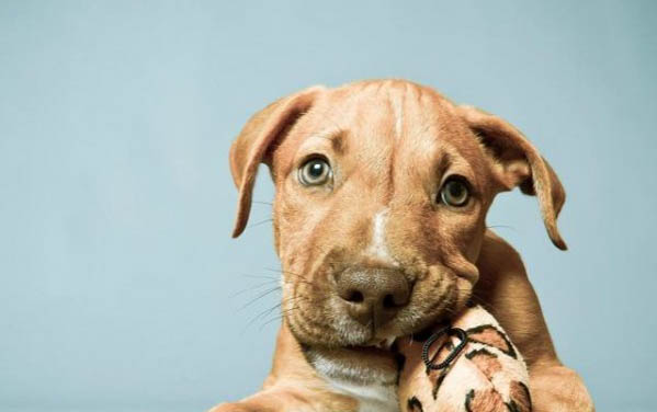 九子秋田犬有哪些狗