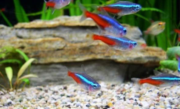 魚是什么動(dòng)物類型