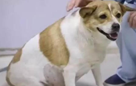 狗狗老是不給摸怎么辦