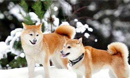 柴犬狗是哪個國家的